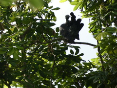 Patagioenas leucocephala