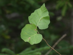 Betula cordifolia