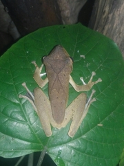 Polypedates occidentalis