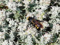 Megascolia maculata flavifrons
