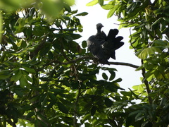 Patagioenas leucocephala