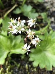 Micranthes nelsoniana