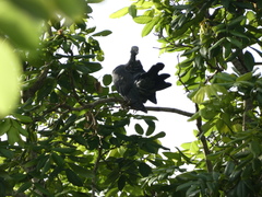 Patagioenas leucocephala