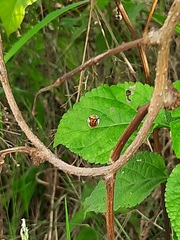Aspidimorpha furcata
