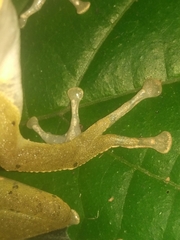 Polypedates occidentalis