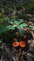 Cantharellus cinnabarinus