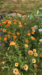 Calendula officinalis