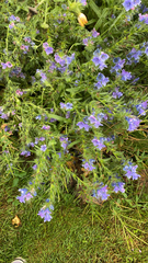 Echium