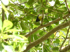 Coereba flaveola