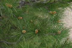 Pinus pinaster
