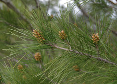 Pinus pinaster