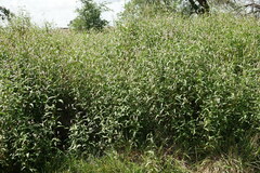 Persicaria lapathifolia