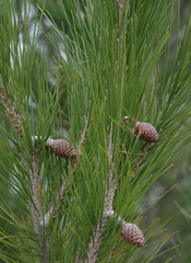 Pinus pinaster