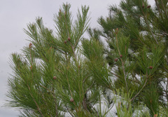 Pinus pinaster