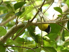 Coereba flaveola