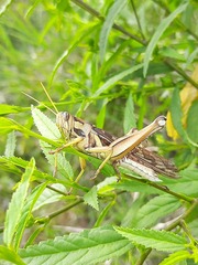 Cyrtacanthacris tatarica