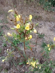 Oenothera biennis
