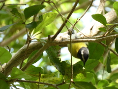 Coereba flaveola