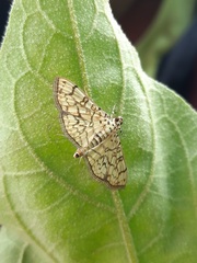 Haritalodes derogata