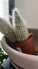 Cephalocereus senilis