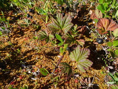 Rubus chamaemorus