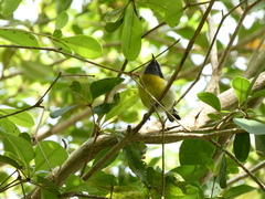 Coereba flaveola