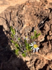 Olearia eremaea