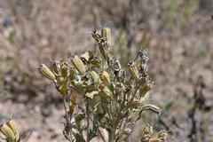 Mentzelia rusbyi
