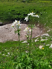 Anemonastrum fasciculatum