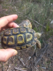 Homopus areolatus
