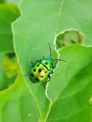 Chrysocoris purpureus