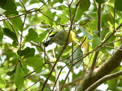 Coereba flaveola