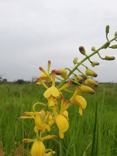 Eulophia angolensis image