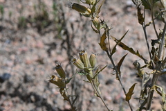 Mentzelia rusbyi