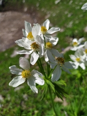 Anemonastrum fasciculatum
