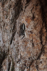 Pseudicius encarpatus