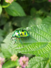 Chrysocoris purpureus