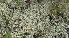 Cladonia caroliniana