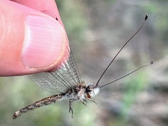 Ululodes macleayanus