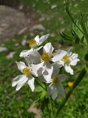 Anemonastrum fasciculatum
