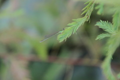 Ischnura asiatica