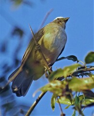 Saltator coerulescens