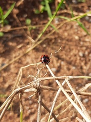 Coccinella transversalis