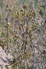 Mentzelia rusbyi