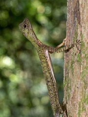 Draco melanopogon