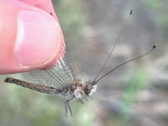 Ululodes macleayanus