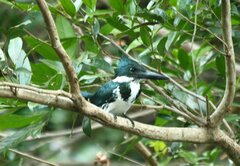 Chloroceryle amazona