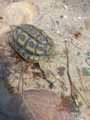 Homopus areolatus