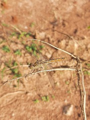 Brachythemis contaminata