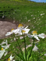 Anemonastrum fasciculatum